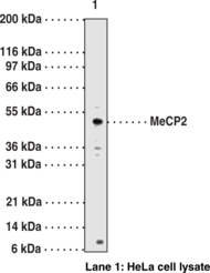 Antigen:  a mixture of synthetic peptides corresponding two amino acids 268-282 and 337-352 of human MBD4 • Host:  rabbit • Cross Reactivity: (+) human MBD4 • Application(s): ICC