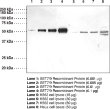 Immunogen: Human recombinant SET7/9 amino acids 1-366 • Host:  Rabbit • Species Reactivity: (+) Human and mouse • Application: WB