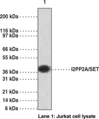 Antigen:  synthetic peptides from human I2PP2A/SET amino acids 79-94 and 148-164 • Host:  rabbit • Cross Reactivity: (+) human I2PP2A/SET • Application(s): WB • I2PP2A/SET is a multitasking protein