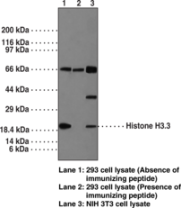 Antigen:  synthetic peptide from human Histone H3.3 amino acids 100-136 • Host:  rabbit • Cross Reactivity: (+) chicken