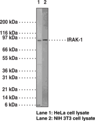 Antigen:  synthetic peptide corresponding to human IRAK-1 amino acids 700-712 • Host:  rabbit • Cross Reactivity: (+) human and mouse IRAK-1; (−) IRAK-2 • Application(s): IP and WB • IRAK-1 is associated with the IL-1 receptor subunits IL-1RI and IL-1RAcP after IL-1 binding and serves as a signaling molecule to mediate IL-1 response. It mediates a signaling cascade leading to NF-κB activation by members of the IL-1 family including IL-1 and  IL-18.