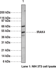 Antigen:  synthetic peptide corresponding to a mixture of mouse IRAK-4 amino acids 38-54 and 120-136 • Host:  rabbit • Cross Reactivity: (+) human and mouse IRAK-4 • Application(s): IP and WB • IRAK-4 may act as an upstream activator of IRAK-1 and is important for LPS activation of TLRs. Mice lacking IRAK4 are resistant to lethal doses of LPS and are also severely impaired in their responses to viral and bacterial challenges.