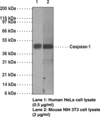 Antigen:  synthetic peptide corresponding to human caspase-1 within the region of amino acids 371-390 • Host:  mouse