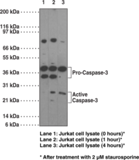Antigen:  recombinant full-length human caspase-3 • Host:  mouse