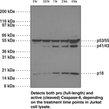 Antigen:  human caspase-8 amino acids PVETDSEEQP • Host:  mouse