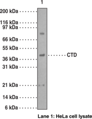 Antigen:  mixture of synthetic peptides corresponding to rat caspase-9 amino acids 345-359 and 366-383 • Host:  rabbit • Cross Reactivity: (+) human