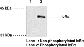 Antigen:  synthetic peptide containing phosphorylated serine residues corresponding to human IκBα amino acids 32 and 36 • Host:  mouse