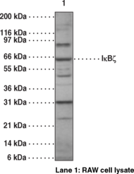 Antigen:  synthetic peptide corresponding to mouse IkBζ amino acids 684-699 and 285-298 • Host:  rabbit • Cross Reactivity: (+) mouse IkBζ • Application(s): WB • IκBζ preferentially associates with the NF-κB subunit p50 rather than p65 and recombinant IκBζ proteins inhibit the DNA binding of the p65/p50 heterodimer and the p50/p50 homodimer. Transcription of IκBζ is upregulated by stimulation with TLR ligands