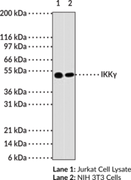 Antigen:  His-tagged full length human IKKγ • Host: Mouse • Clone: 72C627 • Isotype:  IgG1 • Species Reactivity: (+) Human