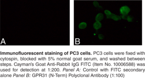 Immunogen: Synthetic peptide from the N-terminal region of human GPR31 • Host: Rabbit • Specices Reactivity: (+) Human • Applications: ELISA