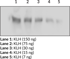 Immunogen: KLH protein • Host: Rabbit • Applications: ELISA and WB