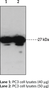 Antigen:  human GPR31 amino acids 288-298 • Host:  rabbit • Cross Reactivity: (+) human GPR31 • Application(s): ELISA