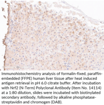 Immunogen: Peptide from the N-terminal region of human Nrf2 protein • Host: Rabbit • Species Reactivity: (+) Human