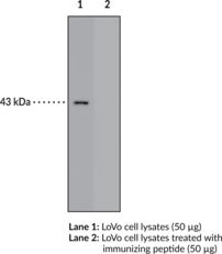 Immunogen:  synthetic peptide from the C-terminal region of human FFAR4 • Host:  rabbit • Cross Reactivity: (+) human GPR120 • Application(s): ELISA