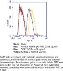 Immunogen: synthetic peptide from the C-terminal region of human GPR12 • Host:  rabbit • Cross Reactivity: (+) human GPR12 receptor • Application(s): FC and ICC