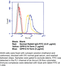Immunogen: Synthetic peptide from the N-terminal region of human GPR12 • Host:  rabbit • Species Reactivity: (+) Human