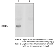 Immunogen:  Synthetic peptide from within human irisin • Host:  Rabbit • Species Reactivity: (+) Human; other species not tested • Applications: ELISA and WB