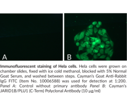 Immunogen: Synthetic peptide from the C-terminal region of human JARID1B/PLU1 • Host:  rabbit • Cross Reactivity: (+) human JARID1B/PLU1 • Application(s): FC and ICC