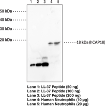 Immunogen: Synthetic human LL-37 antimicrobial peptide • Host: rabbit • Species Reactivity: (+) Human • Application: WB