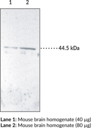 Immunogen:  Peptide from the N-terminal region of mouse IP receptor • Host: Rabbit • Species Reactivity: (+) Human and Mouse; other species not tested • Application: WB