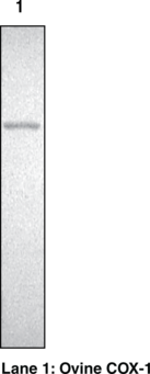 Immunogen: Purified sheep seminal vesicular COX-1 • Host: Rabbit • Species Reactivity: (+) Murine COX-1