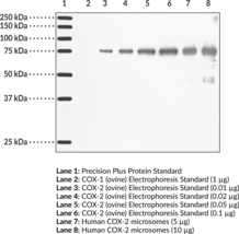 Immunogen: Synthetic peptide from the C-terminal region of human COX-2 • Host: Mouse • Species Reactivity: (+) Human