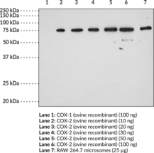 Immunogen: Synthetic peptide from the C-terminal region of mouse COX-2 • Host:  Rabbit • Cross Reactivity: (+) Human