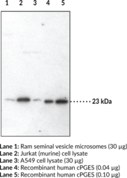 Immunogen: Synthetic peptide from an internal region of human protein cPGES • Host:  Rabbit •  Species Reactivity: (+) Human