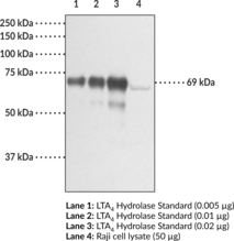 Immunogen:  Recombinant human LTA4 hydrolase • Host: Rabbit • Species Reactivity: (+) Human; other species not tested • Applications: IHC and WB • Leukotriene A4 hydrolase is a bifunctional enzyme that converts leukotriene A4 to leukotriene B4 and acts as an aminopeptidase.