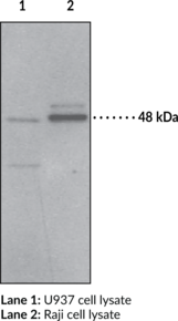 Immunogen: synthetic peptide from the N-terminal region of human protein PAF receptor • Host:  rabbit • Species Reactivity: (+) Human and green monkey PAF receptor • Application(s): FC