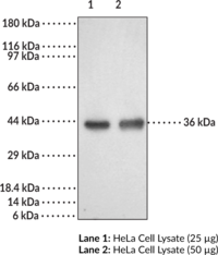 Immunogen: Synthetic peptide from an internal region of human DcR2 • Host:  rabbit • Cross Reactivity: (+) human DcR2 • Application(s): WB