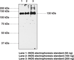 Immunogen:  purified enzyme from mouse macrophages (RAW 264.7 cells) • Host:  Rabbit • Cross Reactivity: (+) iNOS from most mammalian species and nNOS (5%); (−) eNOS • Application(s): IHC