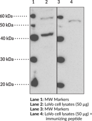 Immunogen: Synthetic peptide from the N-terminal region of human GPR41 • Host: Rabbit • Species Reactivity: (+) Human • Applications: FC