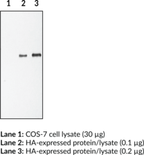 Immunogen: CYPYDVPDYA peptide sequence • Host: Rabbit • Application: WB • utilized