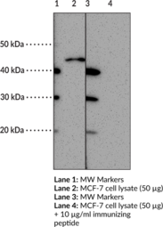 Immunogen: Synthetic peptide from the internal region of human GPR41 • Host: rabbit • Species Reactivity: (+) Human • Applications: ELISA and WB