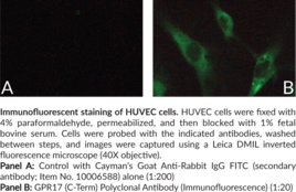 Immunogen: Peptide from the C-terminal region of human GRP17 • Host: Rabbit • Cross Reactivity: (+) human; other sepcies not tested • Application(s): IF