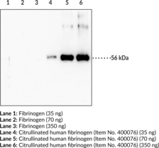 Immunogen: Human citrullinated fibrinogen • Host: Mouse • Species Reactivity: (+) Human • Cross Reactivity: (-) Human fibrinogen • Applications: ELISA