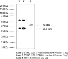 Immunogen: Recombinant human STING protein AA 139-379 • Host: Mouse • Species Reactivity: (+) Human • Applications: ELISA