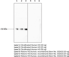 Antigen: histone 3 peptide with citrullinations at R2