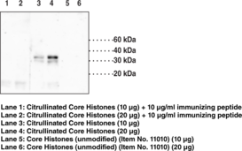 Immunogen: Synthetic peptide from human histone H1.4 citrullinated at R53 • Host: Rabbit • Species Reactivity: (+) Human; other species not tested • Cross Reactivity: none listed • Applications: Western blot • MW = ~35 kDa for citrullinated histone H1 heterodimers