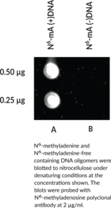 Immunogen: N6-Methyladenosine conjugated to BSA • Clone: 17-3-4-1 • Host: Mouse • Isotype: IgG1k • Applications: Dot blot