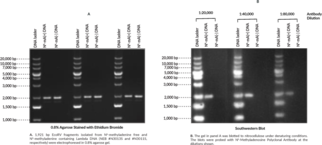 Protein A-purified IgG • Immunogen: N6-Methyladenosine conjugated to KLH • Host: Rabbit • Applications: ELISA and Southwestern dot blot