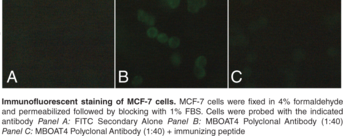 Peptide affinity-purified antibody • Immunogen: Synthetic peptide from the internal intracellular region of human MBOAT4 • Host: Rabbit • Species Reactivity: (+) Human; other species not tested • Applications: FC and IF