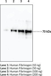 Immunogen: Human fibrinogen (α chain) • Host: Mouse • Species Reactivity: (+) Human • Applications: WB • MW = 70 kDa