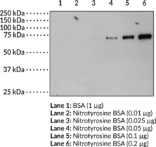 Immunogen: Peroxynitrite-treated keyhole limpet hemocyanin • Host: Mouse • Species Reactivity: (+) Species independent • Applications: ELISA