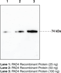 Immunogen: Full length recombinant PAD4 protein • Clone: 6D8 • Host: Mouse • Isotype: IgG1 • Species Reactivity: (+) Human • Applications: ELISA