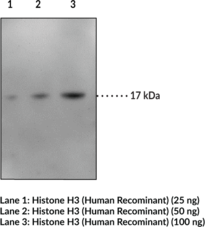 Immunogen: Recombinant histone H3 protein • Host: Mouse • Species Reactivity: (+) Human • Cross Reactivity: (-) Histones H2A