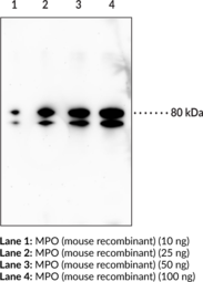 Immunogen: Full-length recombinant mouse MPO • Host: Rabbit • Species Reactivity: (+) Mouse • Applications: ELISA