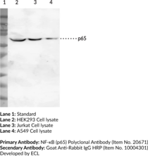 Immunogen: Synthetic peptide from the C-terminal region of human NF-κB (p65) • Host: Rabbit • Species Reactivity: (+) Human • Applications: ELISA and WB • MW = 65 kDa