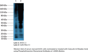 Immunogen: Mixture of phosphothreonine-BSA conjugate and a phosphothreonine containing peptide • Host: Rabbit • Species Reactivity: (+) All species • Cross Reactivity: (+) Threonine-phosphorylated proteins